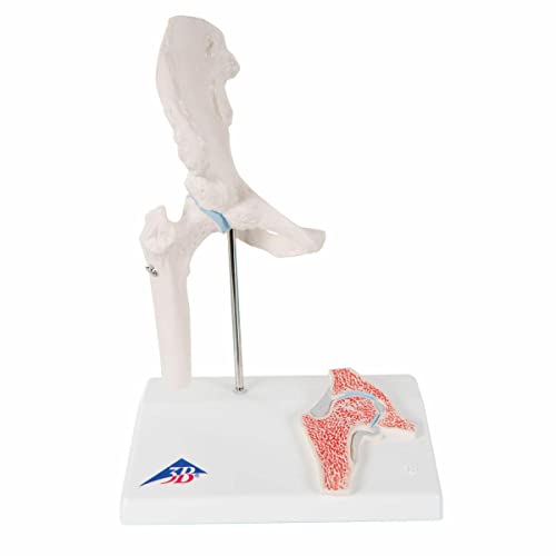 3B Scientific A84/1 Mini staw biodrowy z przekrojem poprzecznym darmowe oprogramowanie anatomiczne Smart Anatomy