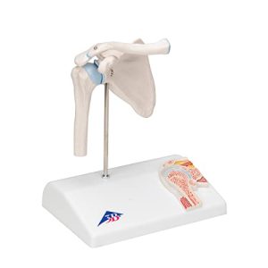 3B Scientific A86/1 Mini staw barkowy z przekrojem poprzecznym + bezpłatne oprogramowanie do anatomii Smart Anatomy