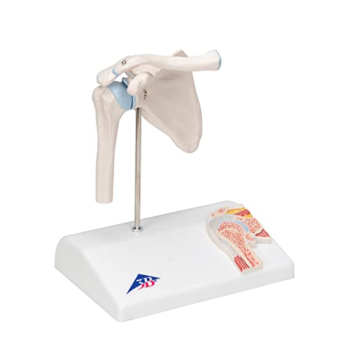3B Scientific A86/1 Mini staw barkowy z przekrojem poprzecznym + bezpłatne oprogramowanie do anatomii Smart Anatomy - obrazek 1