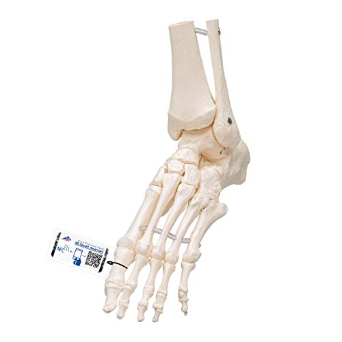 3B Scientific model luźnego szkieletu stopy i kostki + darmowe oprogramowanie do anatomii Smart Anatomy