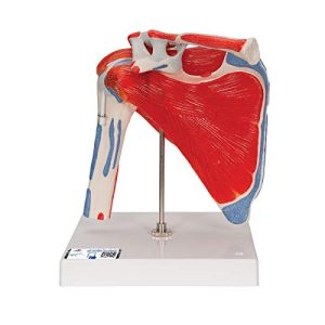 3B Scientific A880 Staw barkowy z pierścieniem rotatorów, 5 częściowy + bezpłatne oprogramowanie anatomiczne Smart Anatomy